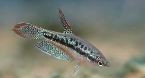 Sparkling Gourami