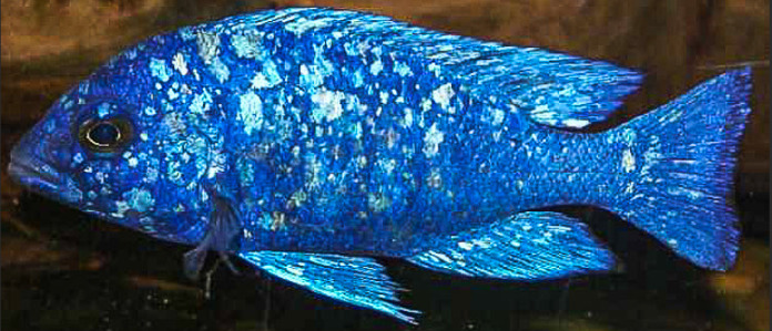 Star Sapphire Hap(juvenile)