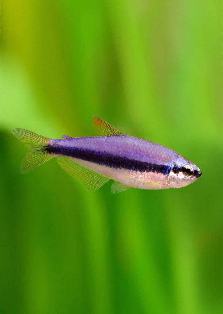 Blue Emperor Tetra