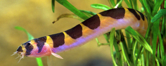 Thai Mountain Loach