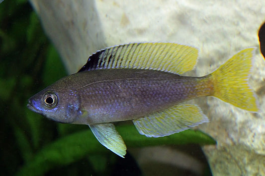 Tri-color cyps (juvenile)