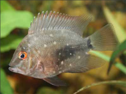 Uaru Cichlid