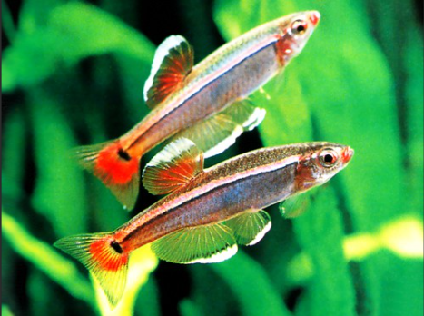 White Cloud Minnow