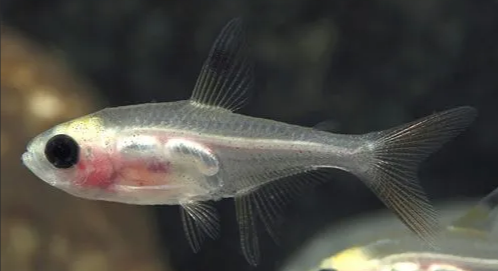 X-Ray Tetra