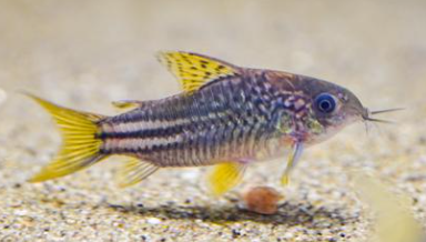 Yellow Fin Corydora