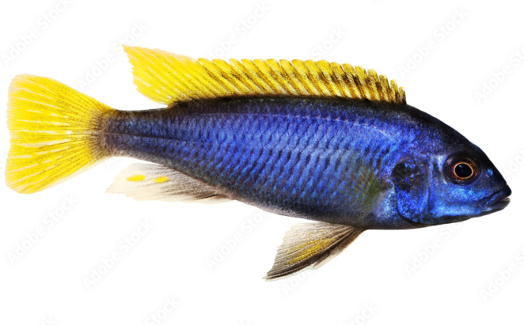 Yellow Tail Acei