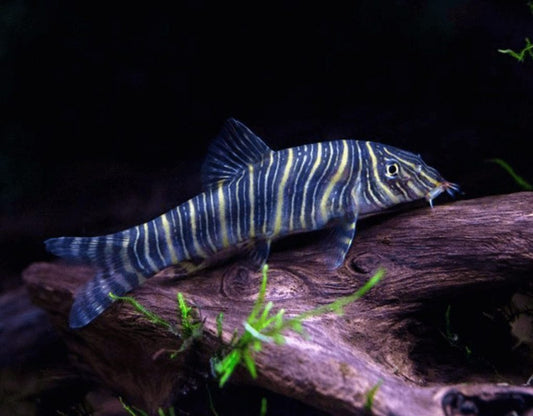 Zebra Strata Loach